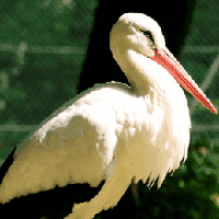 Stork