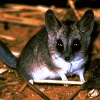 fat-tailed dunnart