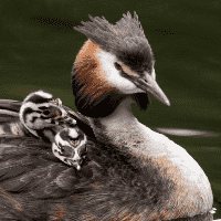 Great crested grebe