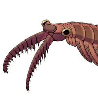 Anomalocaris