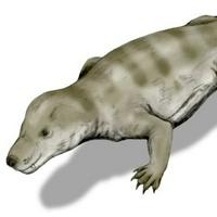 Thrinaxodon