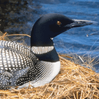 Common Loon