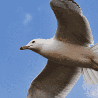 Seagull