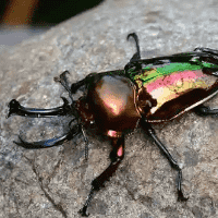 Rainbow stag beetle
