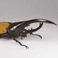 Hercules beetle
