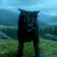Sirius Black (dog form)