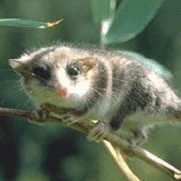 Monito del monte