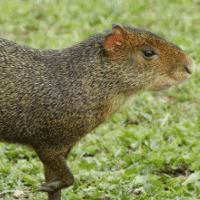 Agouti