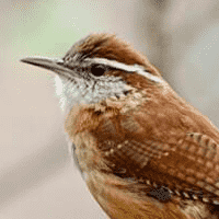 Carolina wren