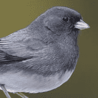 Dark-eyed junco