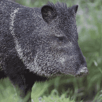 Collared peccary