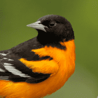 Baltimore Oriole