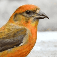 Red crossbill
