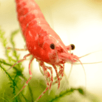 Cherry shrimp