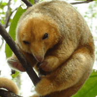 Silky Anteater