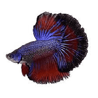 Betta Fish