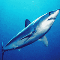 Mako Shark