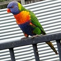 Rainbow Lorikeet