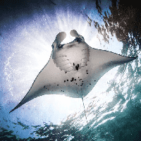 Manta Ray