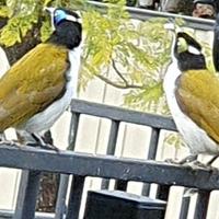 Blue-faced Honeyeater