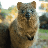 Quokka