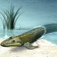 Tiktaalik