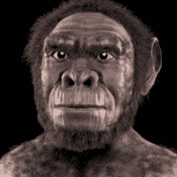 Homo Habilis