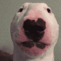 Nelson / Walter the Bull Terrier