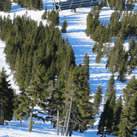 Eagle - Mt. Washington