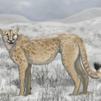 American Cheetah (Miracinonyx)