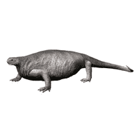 Cotylorhynchus