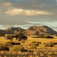 Savanna