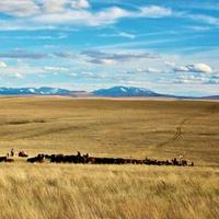 Prairie