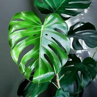 Monstera Deliciosa