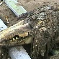 SCP 682