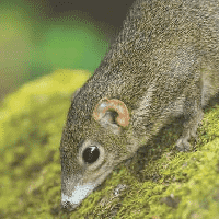 Tree Shrew