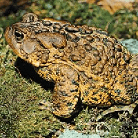 Toad