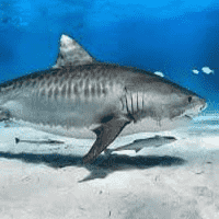 Tiger Shark