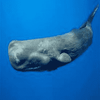 Sperm Whale [Physeter macrocephalus]