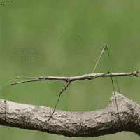 Stick bug