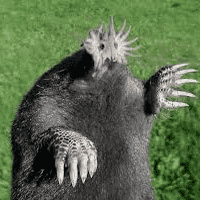 Star-Nosed Mole