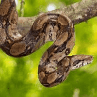 Boa Constrictor