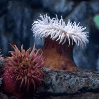 Sea Anemone