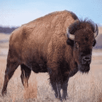 Bison