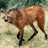 Maned Wolf