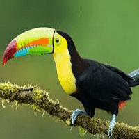 Toucan