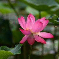 Eight-petal Lotus