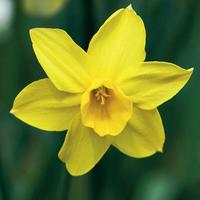 Jonquil