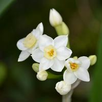 Paperwhite