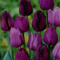 Purple Tulip